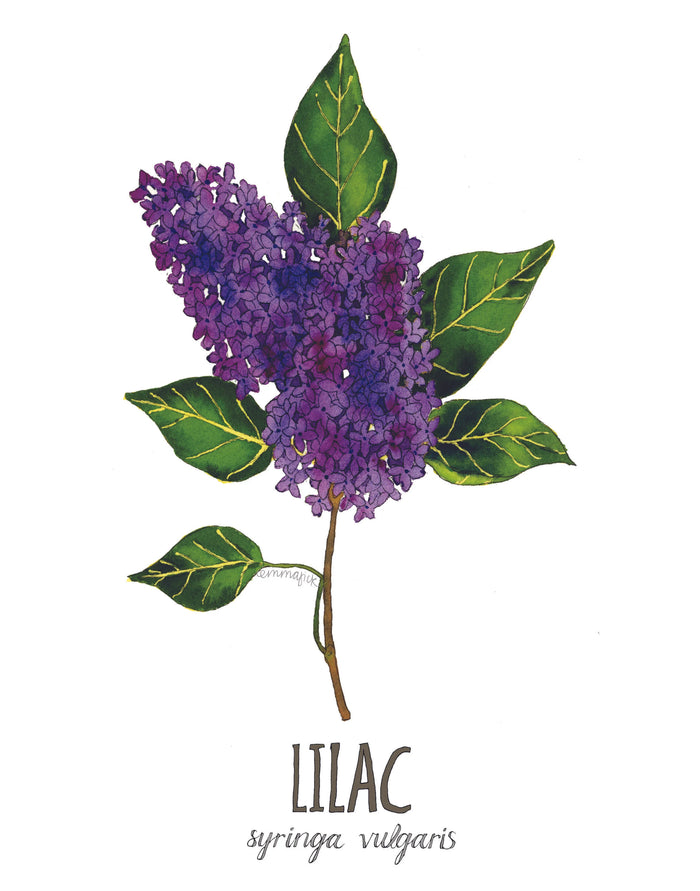 Louisiana Botanicals: Lilac