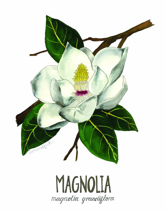 Louisiana Botanicals: Magnolia