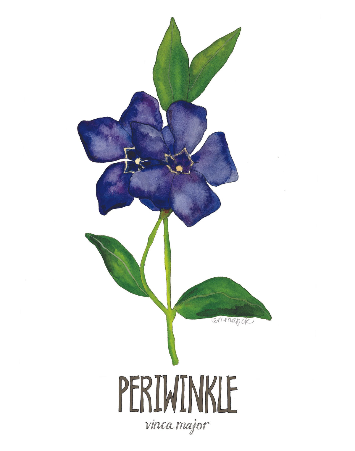 Louisiana Botanicals: Periwinkle