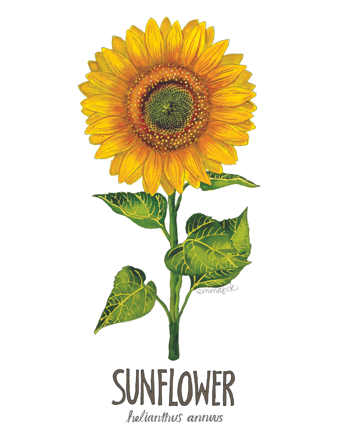Louisiana Botanicals: Sunflower